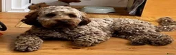 Australian Labradoodle dogs for sale:     🐾 Adorable Australian Labradoodle Puppies  - Advert 3