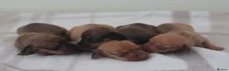 Miniature Dachshund dogs for sale: 4 Miniature Dachshund Pups Red Dapple - Shaded Red - Advert 21