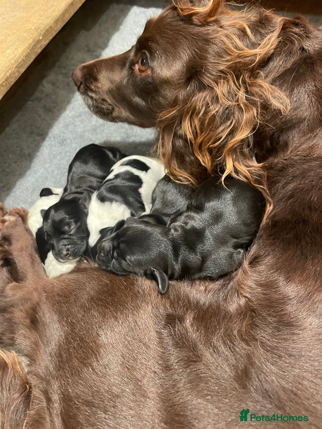 Cocker Spaniel dogs for sale: 2 working cocker puppies  - Advert 4