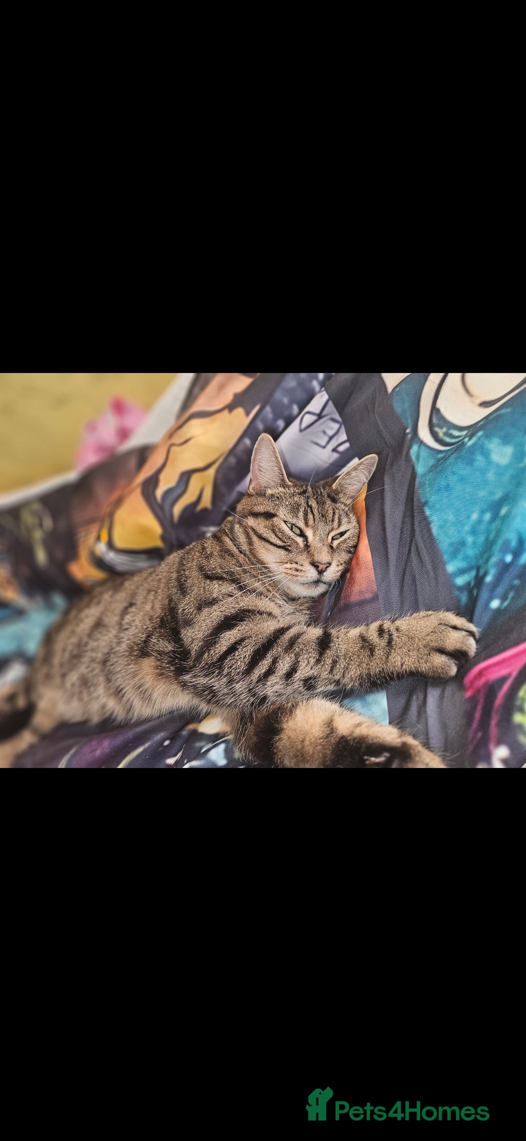 Mixed Breed cats for sale: reluctant sale  - Advert 1