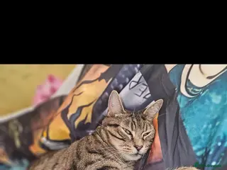 Mixed Breed cats reluctant sale - Advert 11