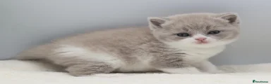 British Shorthair Kitten 6