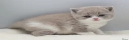 British Shorthair cats for sale: PEDIGREE REGISTERED CHUNKY BRITISH SHORTHAIRS - Advert 7
