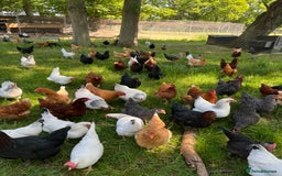 Chickens poultry for sale: Lovely Point of Lay Hybrid Hens - Image 1