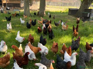 Chickens poultry Lovely Point of Lay Hybrid Hens - Advert 20