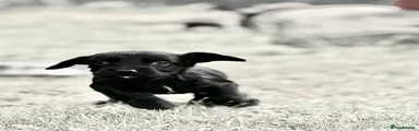 Sprocker 3