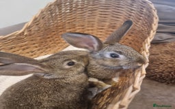 Rex rabbits for sale: Peter Rabbit baby bunnies - Image 1