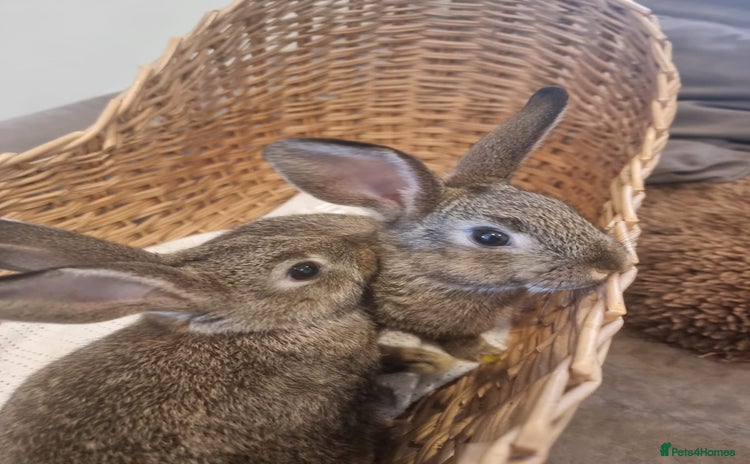 Rex rabbits - Advert 10