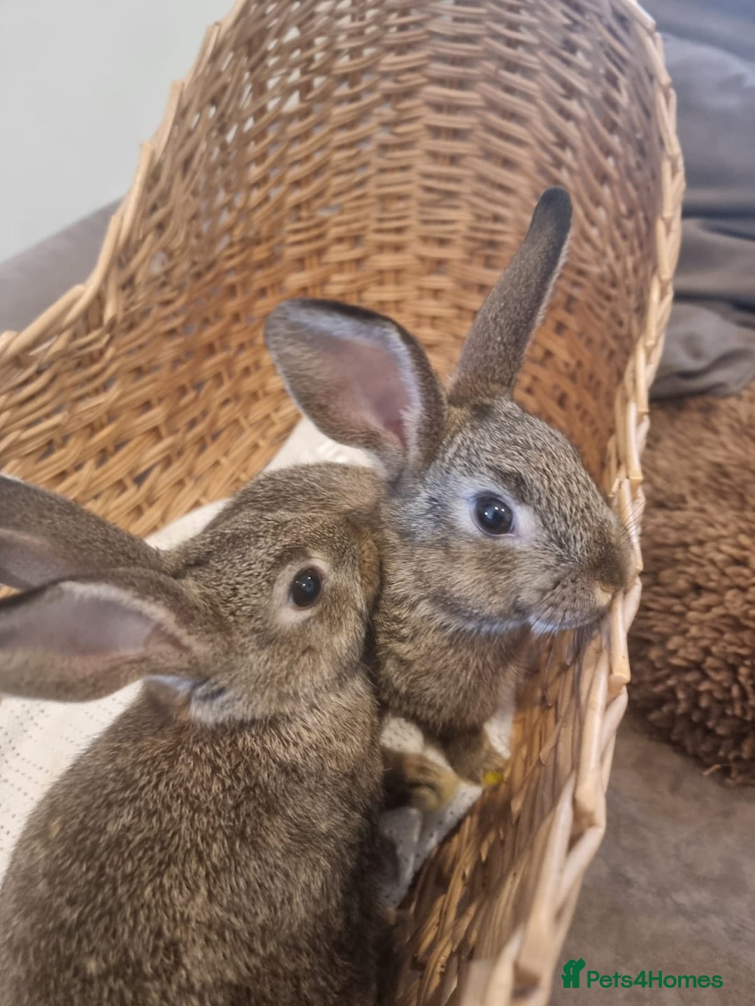 Rex rabbits for sale: Peter Rabbit baby bunnies - Image 1