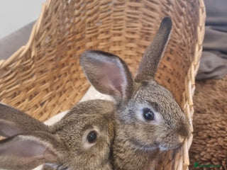 Rex rabbits - Advert 4