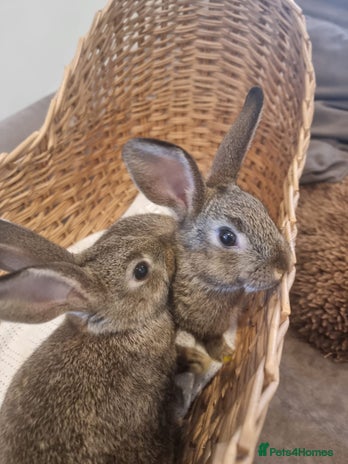 Rex rabbits - Advert 5
