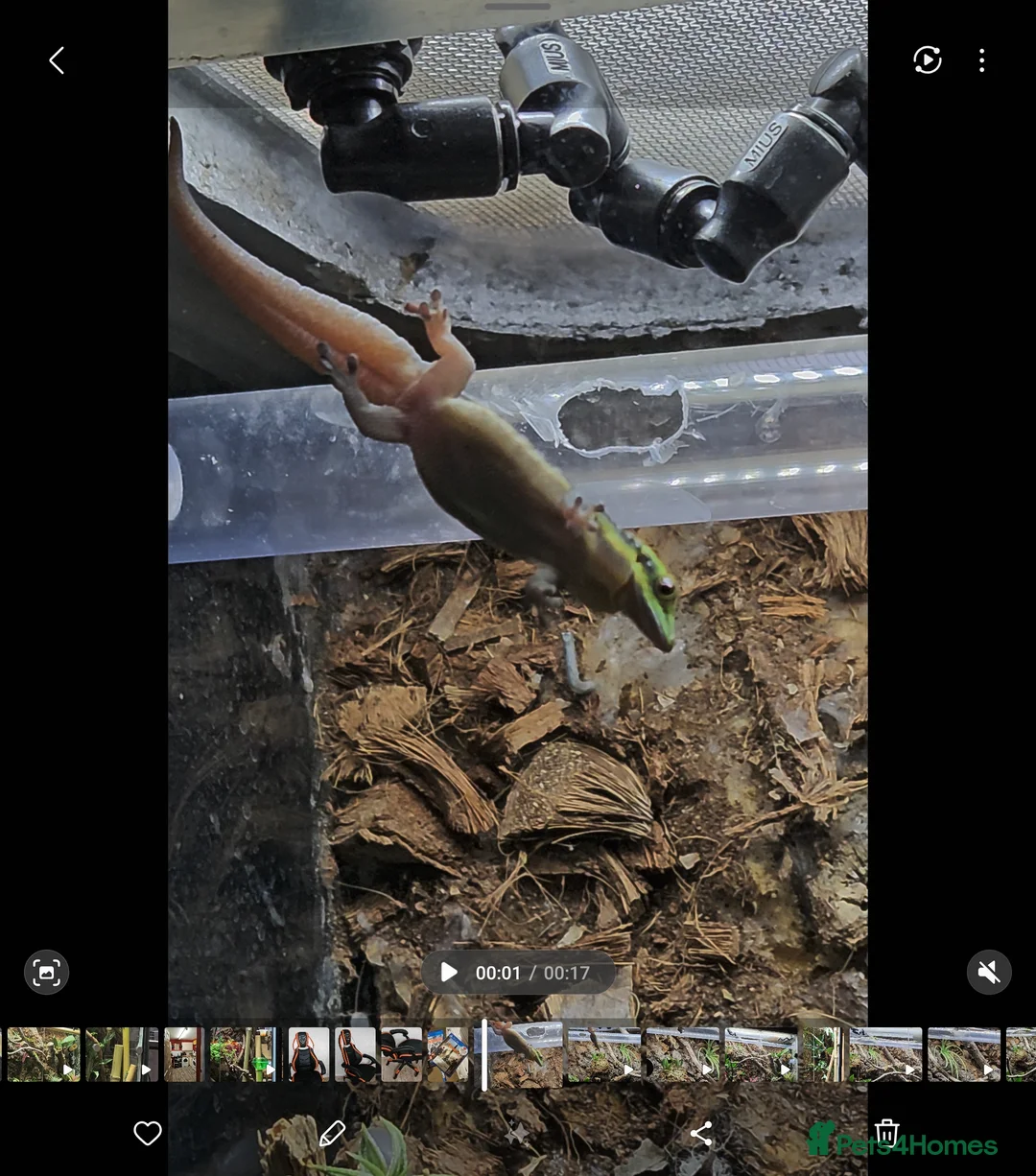 Gecko reptiles for sale: Neon day gecko x4 bonded group 1.3 - Advert 5