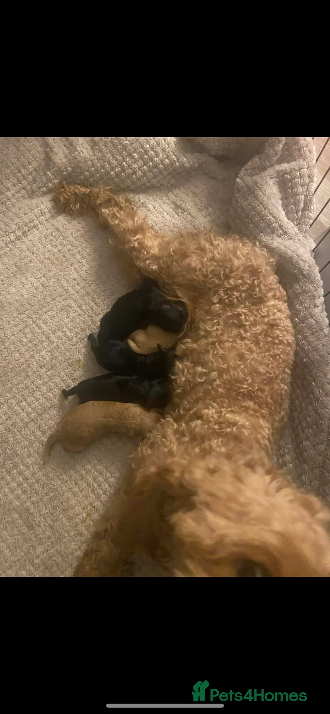 Cockapoo dogs for sale: Rebecca  in Bishop Auckland - Advert 2