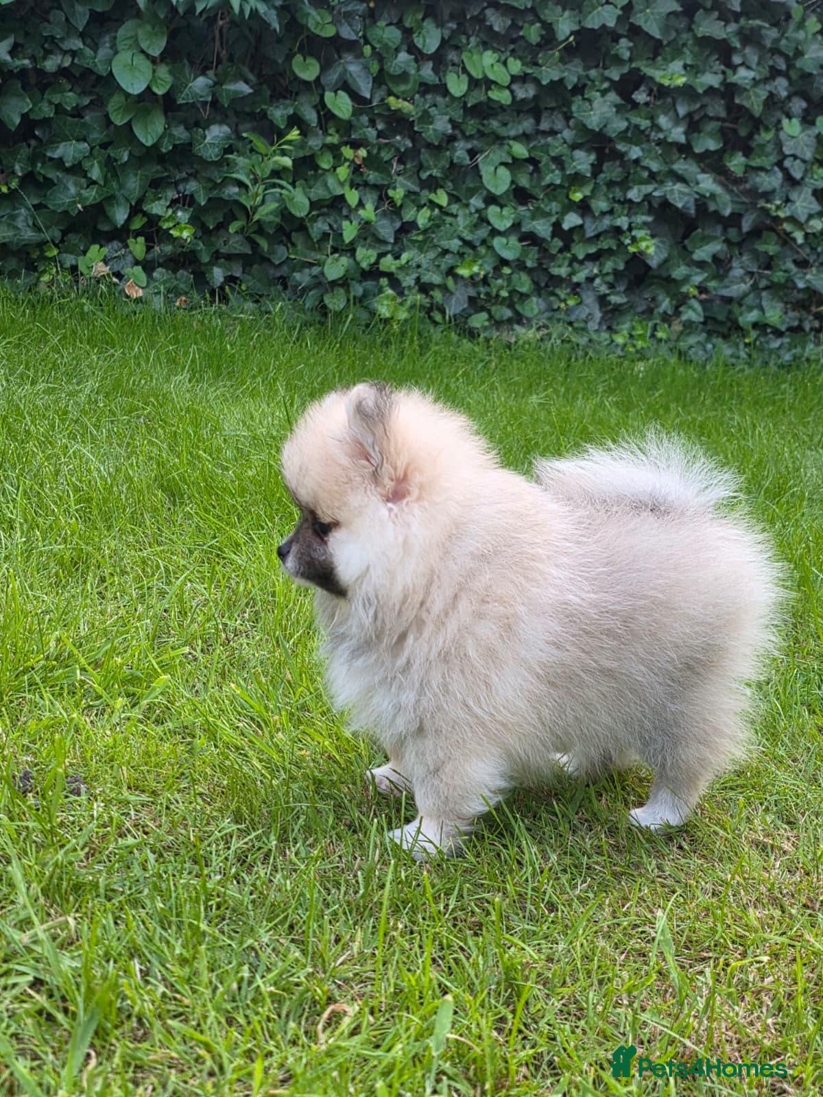 Pomeranian dogs Pomeranian puppy  - Advert 9