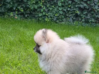 Pomeranian dogs Pomeranian puppy - Advert 2
