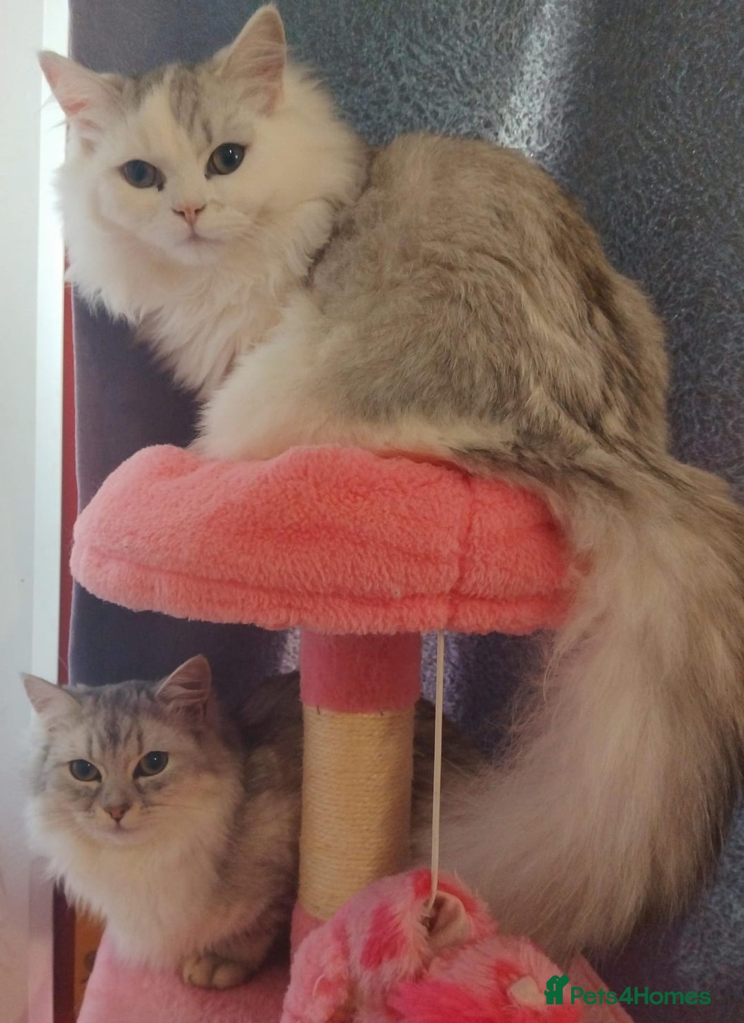 Persian cats for sale: 2 Persian Cats - Advert 4