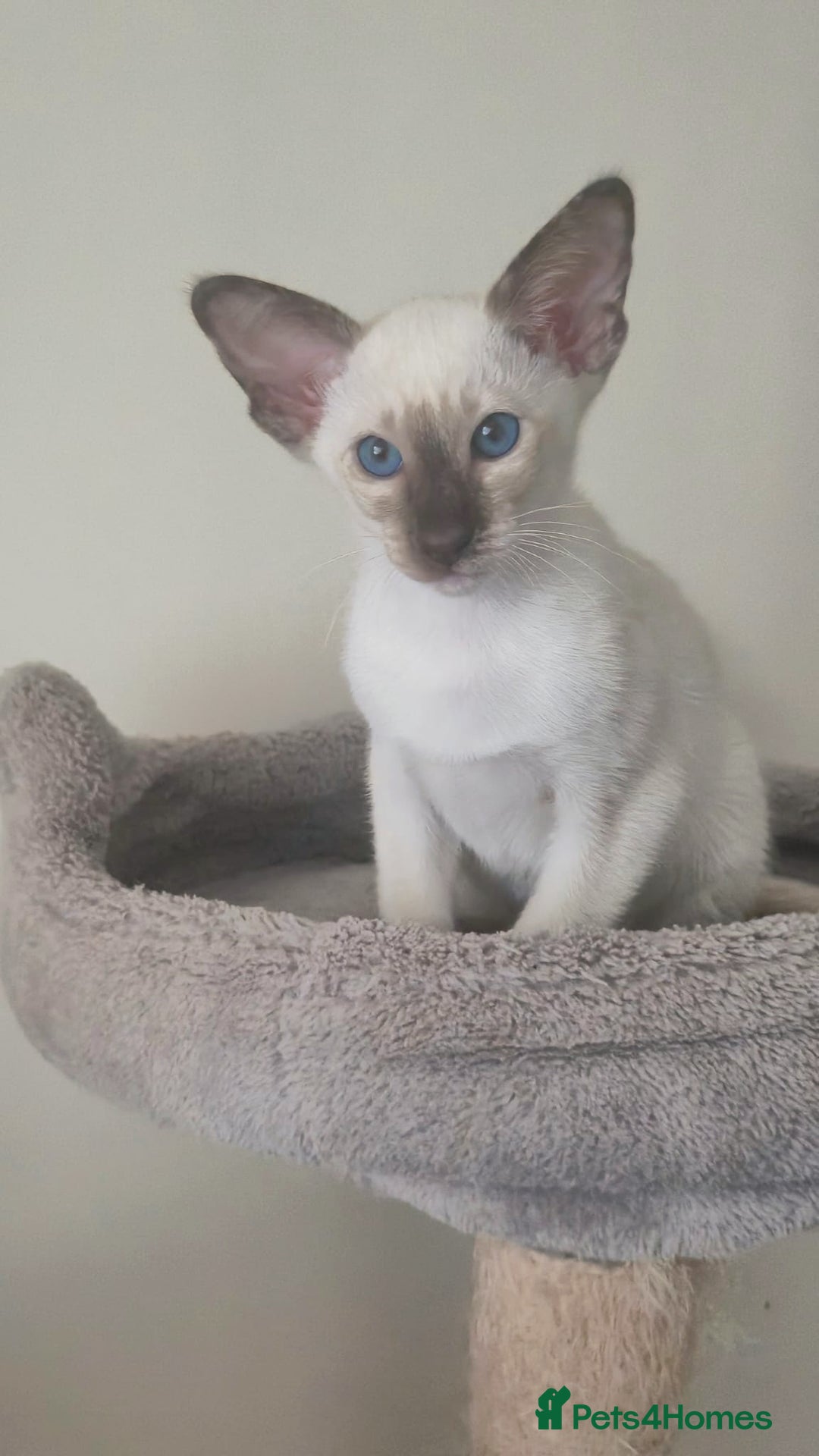 Siamese cats for sale: GCCF Registered Chocolate Tortie Siamese Girl. - Advert 6