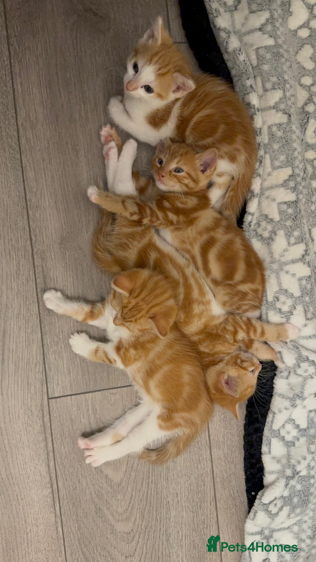 Domestic Shorthair cats for sale: Orage Kittens - Advert 2
