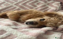 Malshi dogs for adoption: Meet beautiful BELLA ! She needs a new Loving Home - Image 4