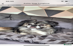 Chihuahua dogs for sale: One boy made it  - Image 2