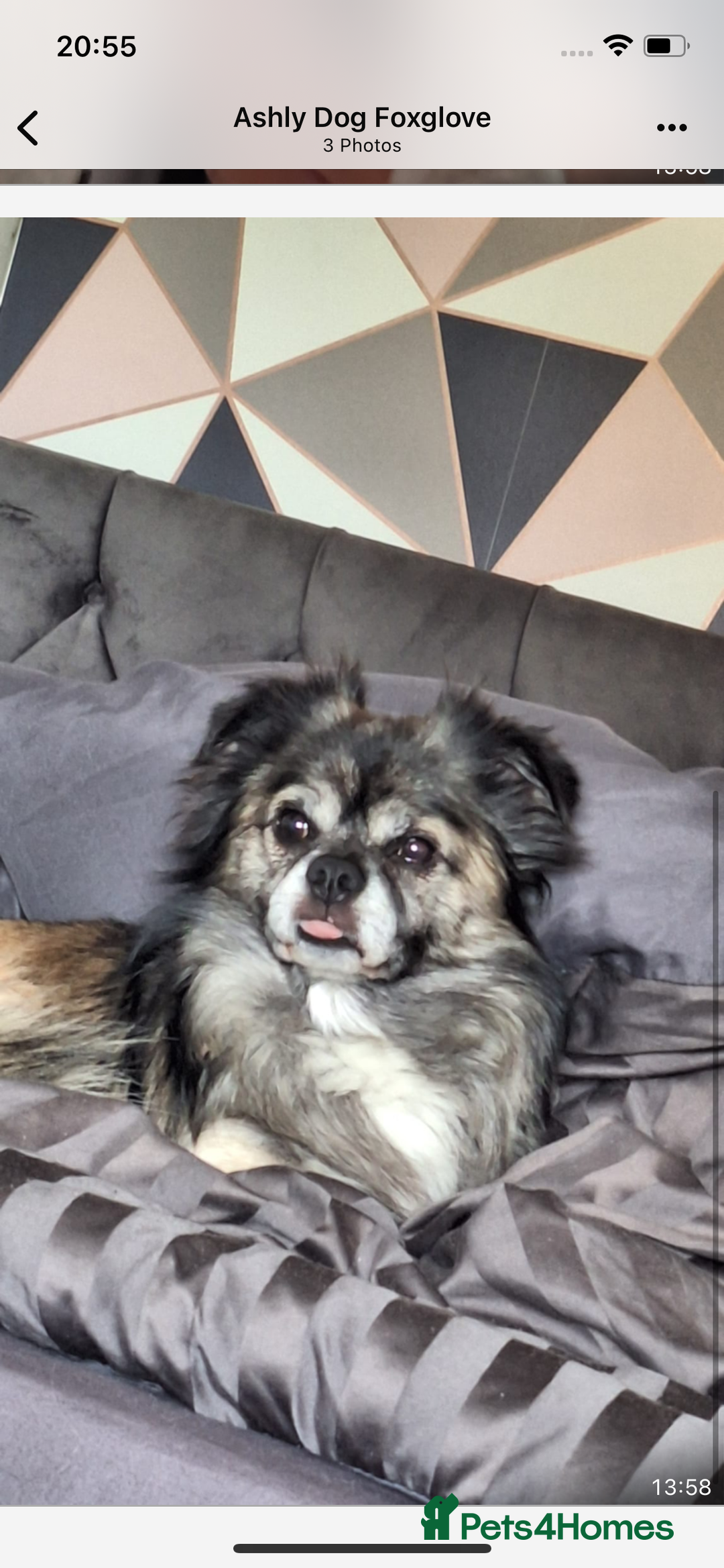 Chihuahua dogs for sale: One boy made it  - Image 2
