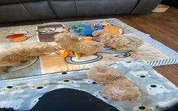 Maltipoo dogs for sale: Tiny Maltipoo Puppies - Image 20