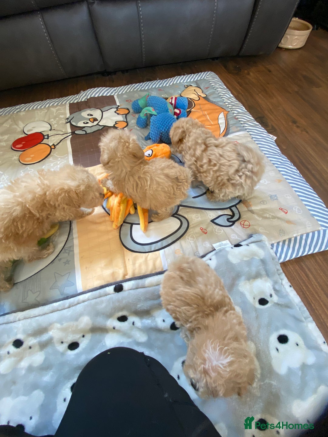 Maltipoo dogs for sale: Tiny Maltipoo Puppies - Image 20