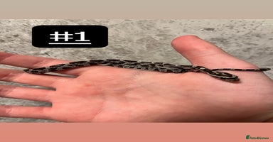 Corn Snake reptiles - Advert 4