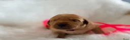 Labrador Retriever dogs for sale: Exceptional Health-Tested Purebred Labrador Puppys - Advert 5