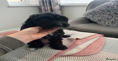 Cockapoo dogs - Advert 1