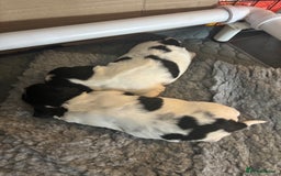 Sprocker dogs for sale: Sprocker Pups  - Image 2