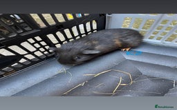 Guinea Pig rodents for sale: Young male and female guinea pigs for sale - Image 5