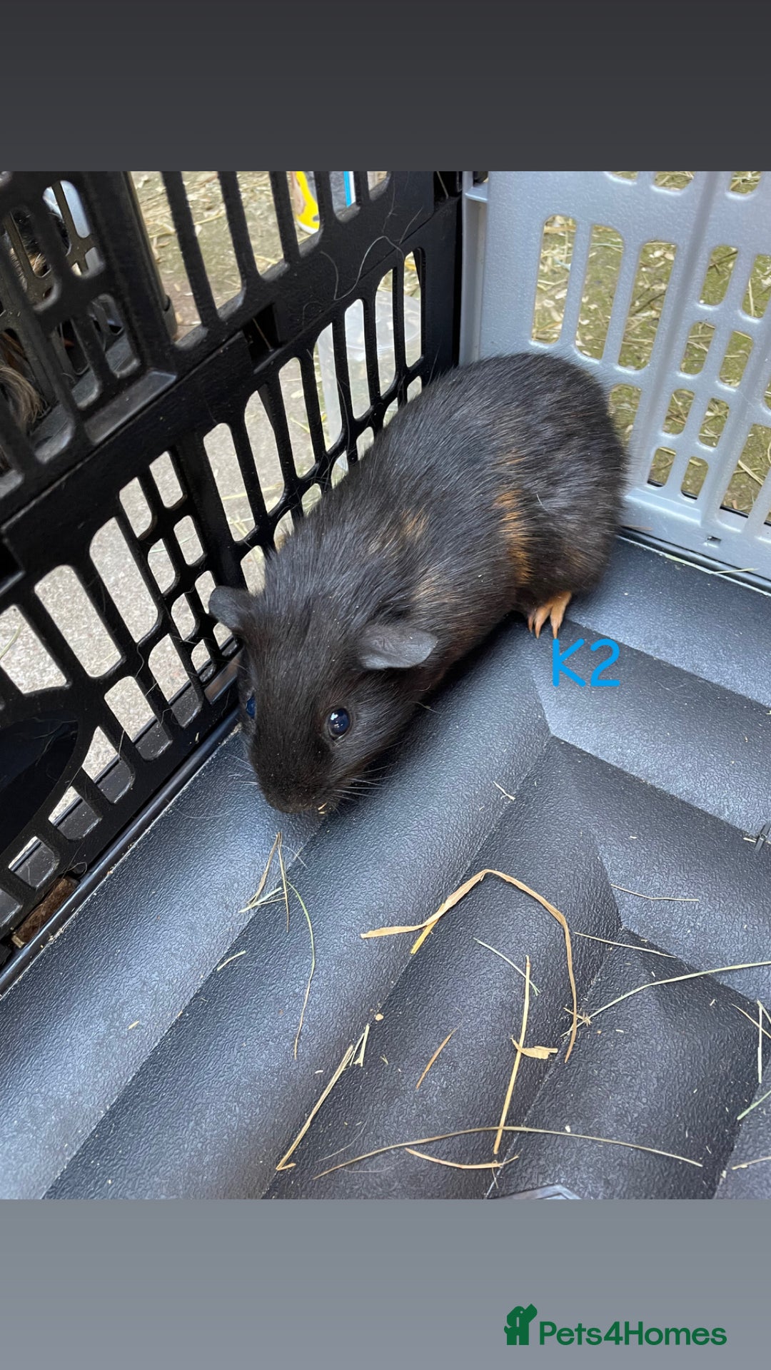 Guinea Pig rodents for sale: Young male and female guinea pigs for sale - Image 5