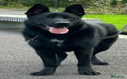 German Shepherd dogs for sale: TOP CHAMPION LINE GERMAN SHEPHERD PUPPIES FOR SALE - Advert 4