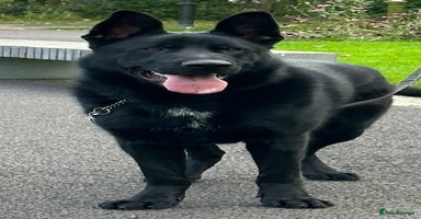 German Shepherd dogs TOP CHAMPION LINE GERMAN SHEPHERD PUPPIES FOR SALE - Advert 12