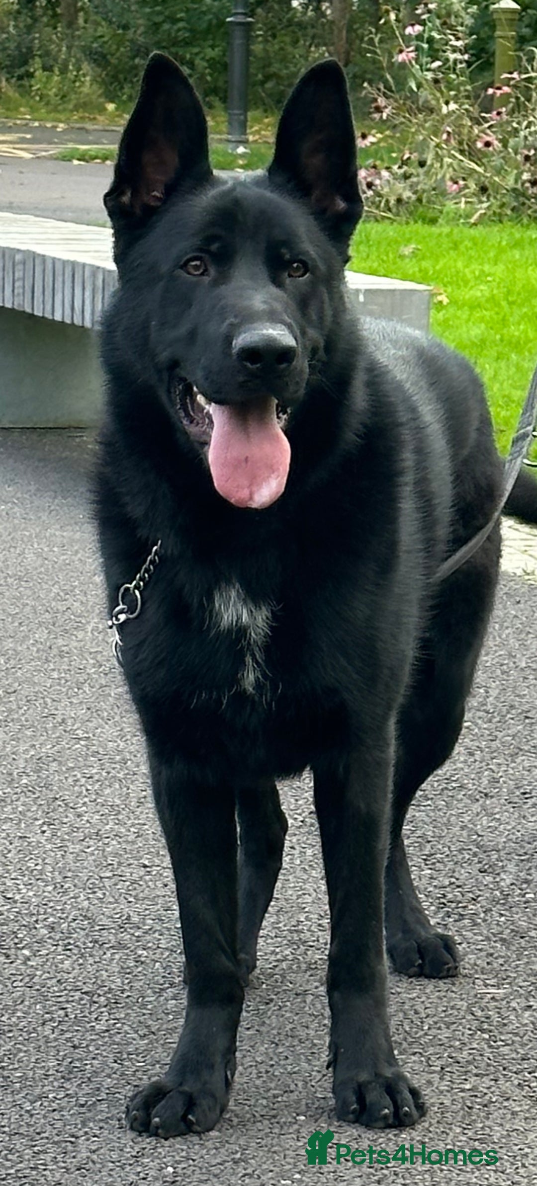 German Shepherd dogs for sale: TOP CHAMPION LINE GERMAN SHEPHERD PUPPIES FOR SALE - Advert 4