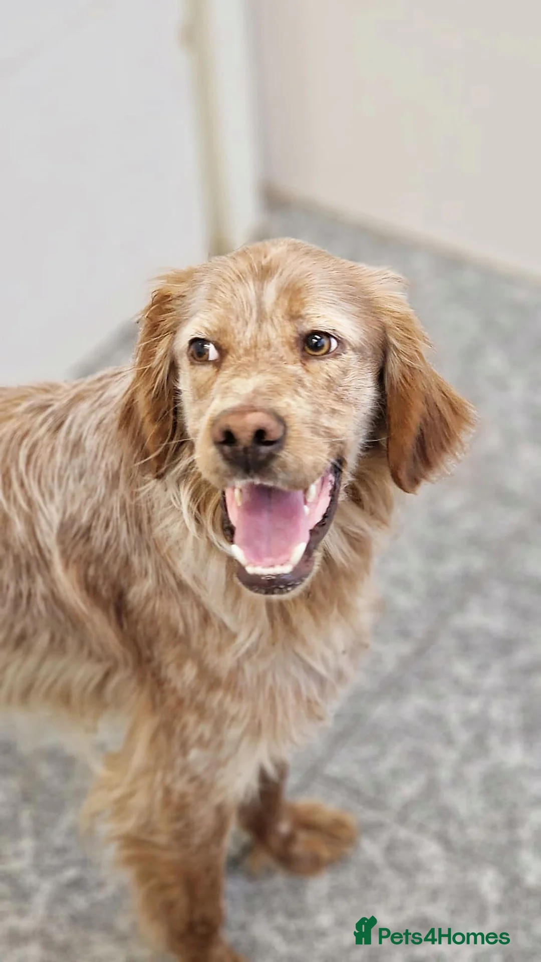English Setter dogs for adoption: Canelo - Advert 8