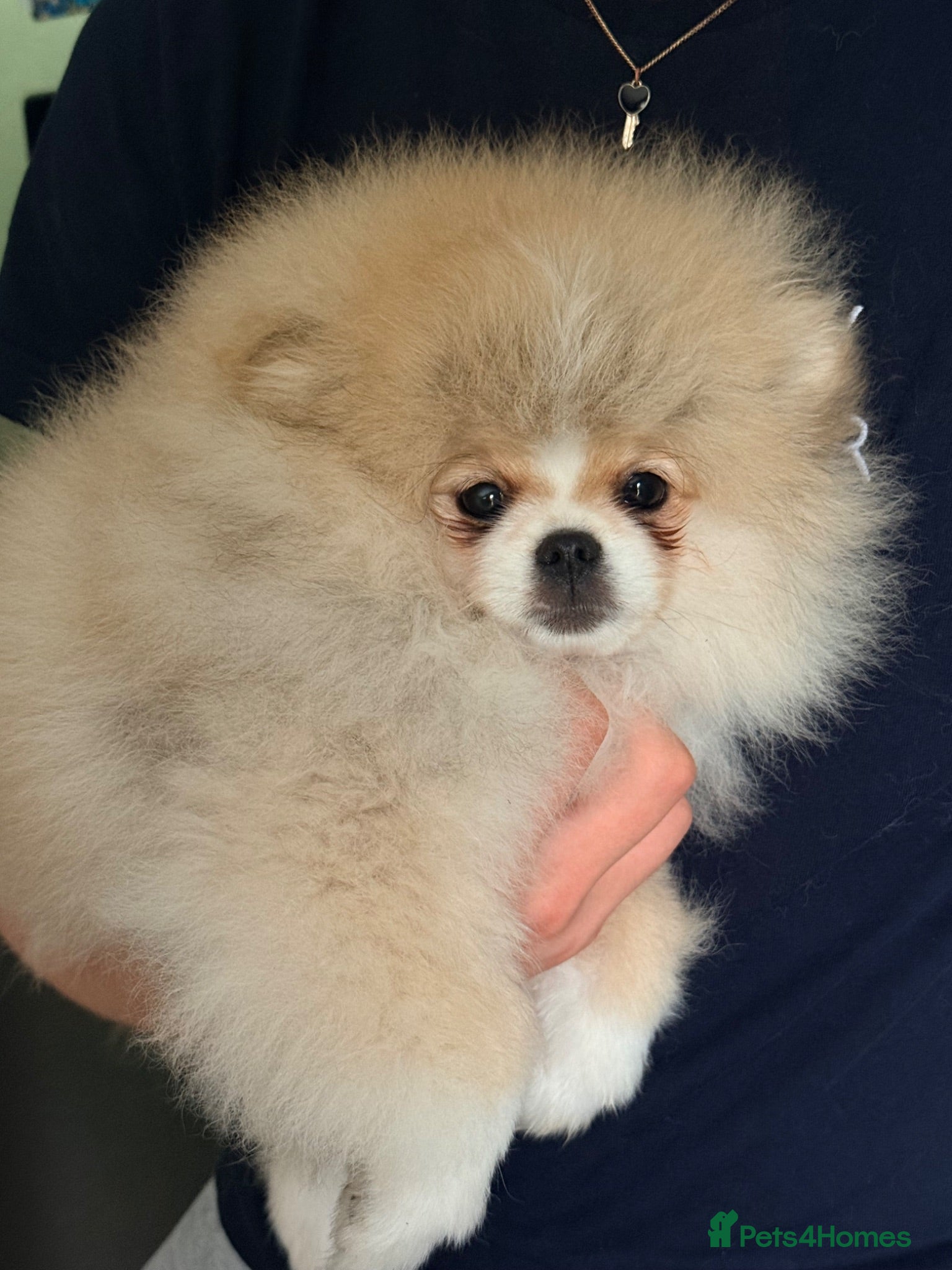 Pomeranian dogs Stunning Teddy Bear,KC Registered,Fluffy & Loving  - Advert 3