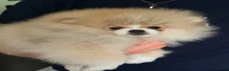 Pomeranian dogs for sale: KC Registered, Teddy bear Pom,Fluffy & Loving  - Advert 17