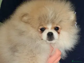 Pomeranian dogs Stunning Teddy Bear,KC Registered,Fluffy & Loving - Advert 3