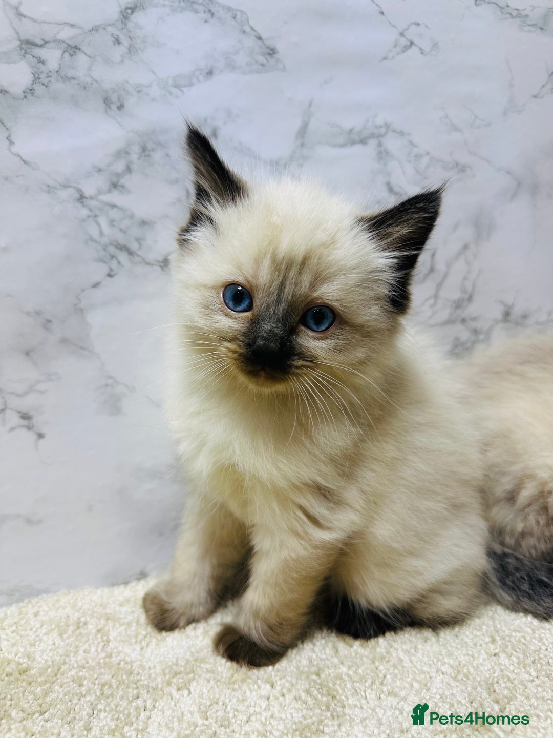 Ragdoll cats for sale: Pure Beautiful Ragdoll Kittens  - Advert 17