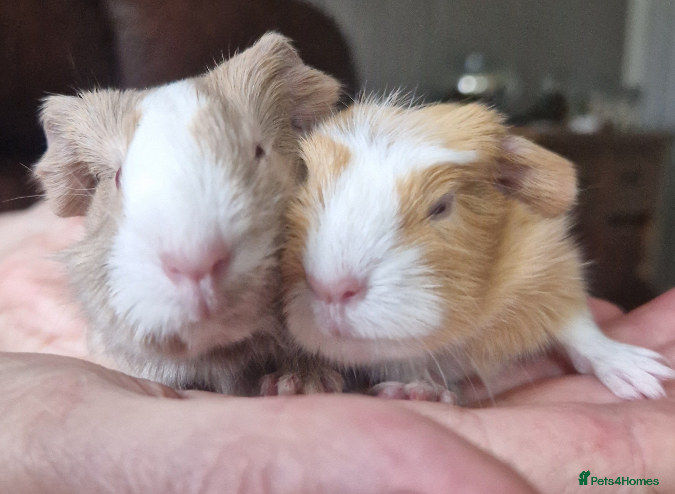 Guinea Pig rodents Two bond boys will be ready on 6th march 26  - Advert 1