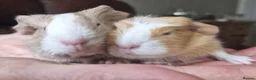 Guinea Pig rodents for sale: Two bond boys will be ready on 6th march 26  - Advert 1
