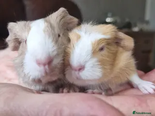 Guinea Pig rodents Two bond boys will be ready on 6th march 26 - Advert 1