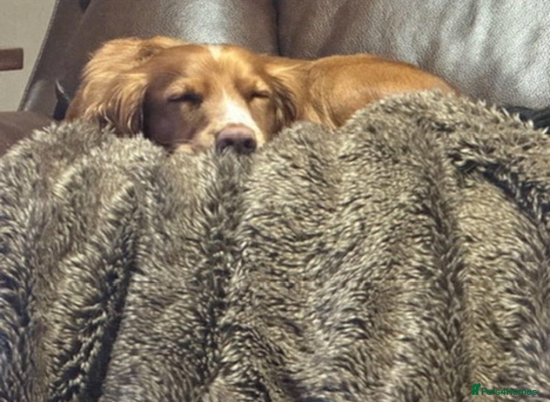 Cocker Spaniel dogs for sale: Working cocker spaniels  - Image 14