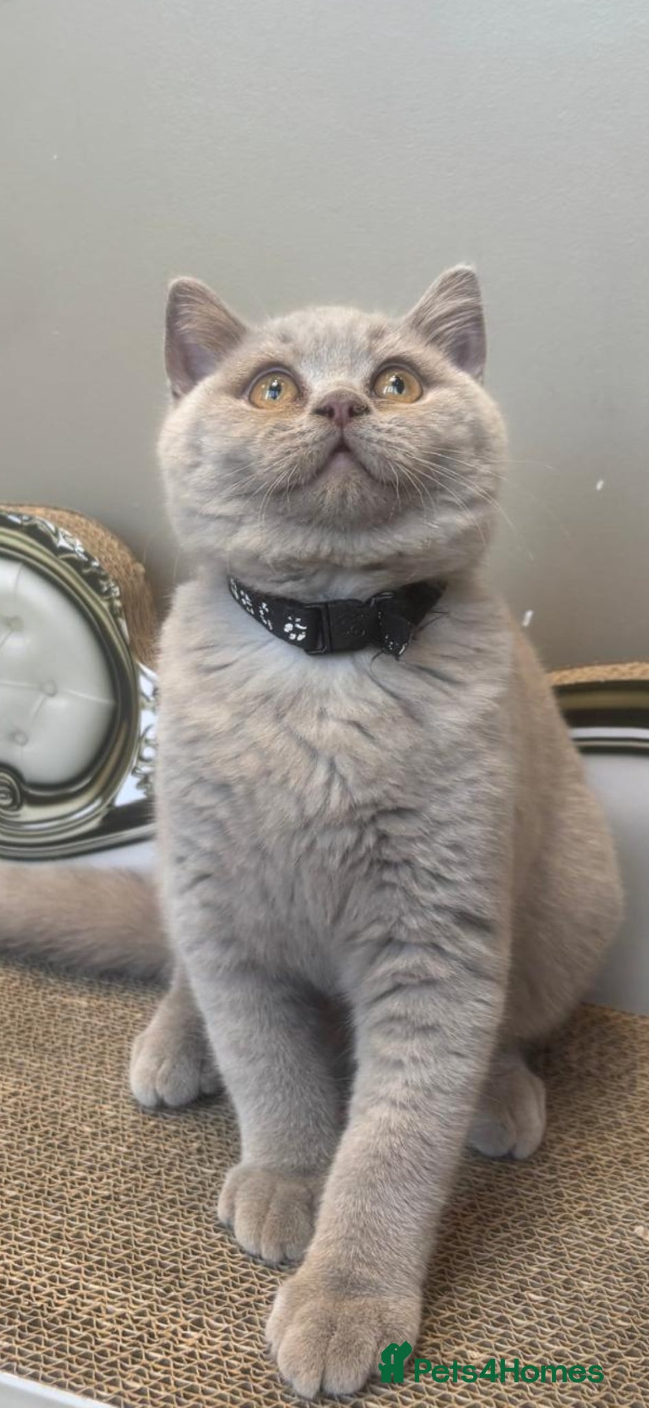 British Shorthair cats 2 Gorgeous Arorable Lilac Boys Bristish Short Hair - Advert 2