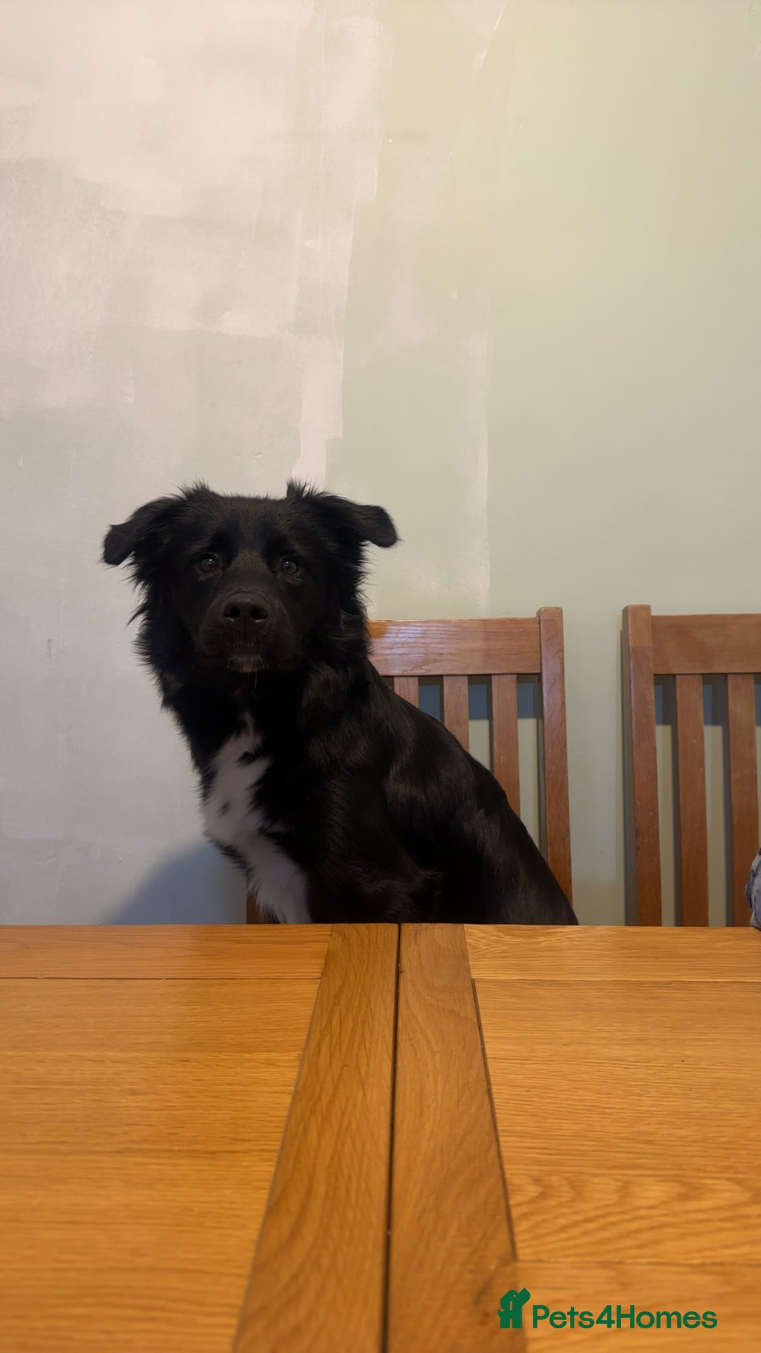 Border Collie dogs for sale: My beautiful collie called bear.  - Advert 2