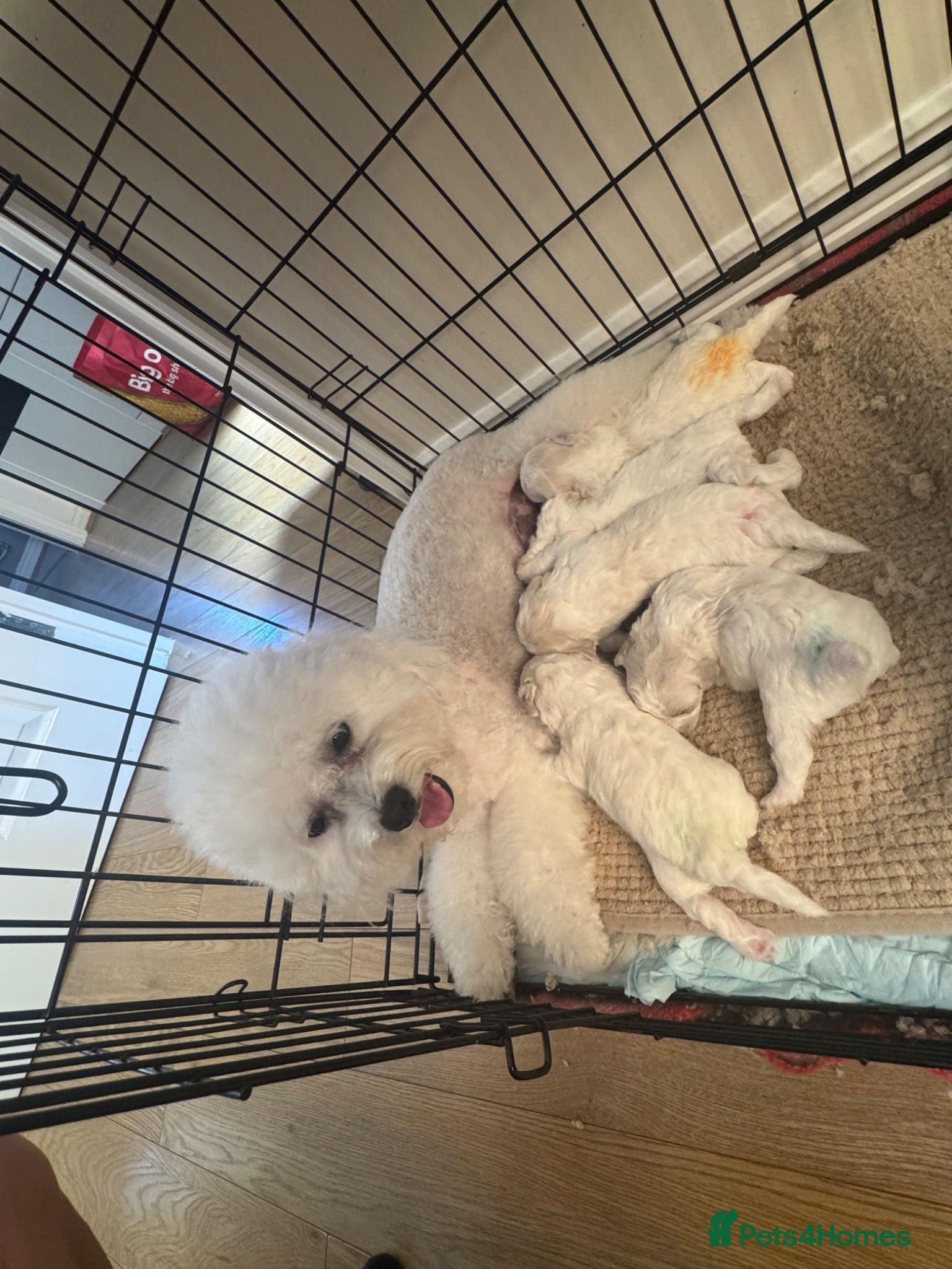 Bichon Frise dogs Bichon Frise 2 boys 3 girls - Advert 4