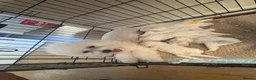 Bichon Frise dogs for sale: Bichon Frise 2 boys 3 girls - Advert 1
