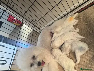 Bichon Frise dogs Bichon Frise 2 boys 3 girls - Advert 3